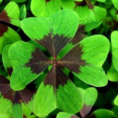 机甲坦克竞技场下载安装